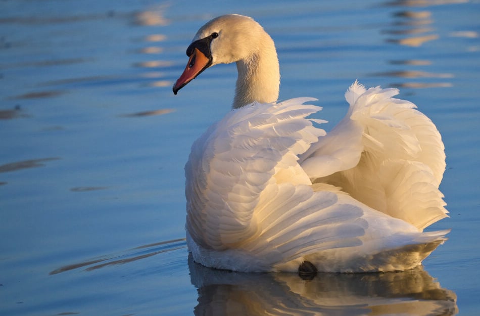 Ein Schwan schwimmt in Nahaufnahme über einen Teich.