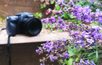 Eine Kamera liegt auf einer Holzstufe hinter einem blühenden Lavendel.